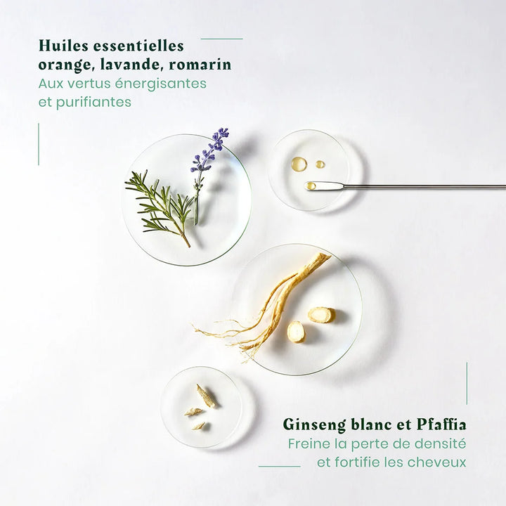 Huile essentielle et ingrédients naturels pour shampoing René Furterer Triphasic, branches de romarin et lavande, racine de ginseng sur fond blanc minimaliste avec gouttes d’huile