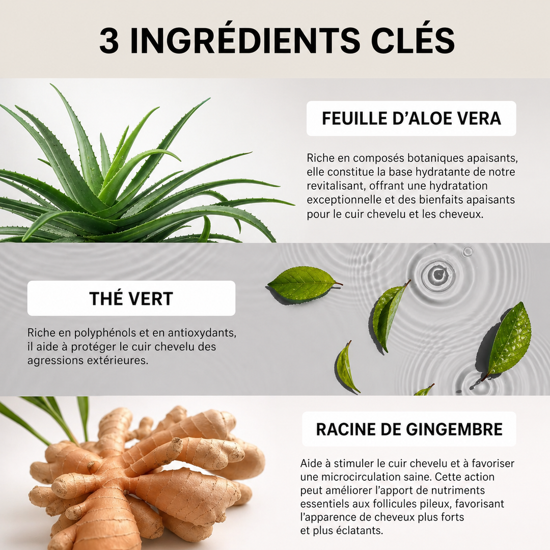 Illustration des ingrédients clés du soin capillaire avec feuille d’aloe vera, feuilles de thé vert dans l’eau et racine de gingembre frais, mettant en avant une formule naturelle pour cheveux et cuir chevelu.